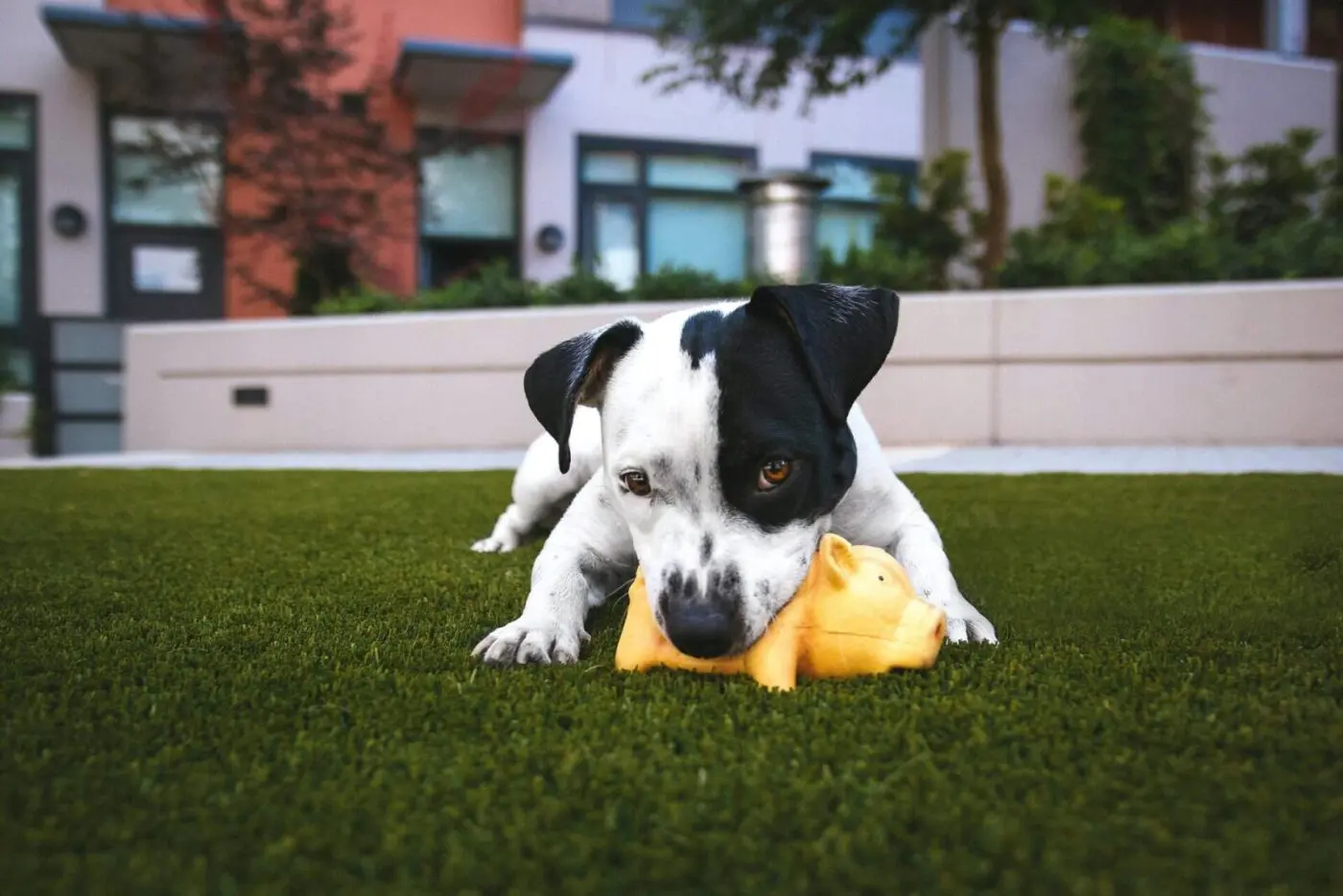 the dog is playing with its pig toy on the fake grass installed by the pros at Gilbert Artificial Turf & Green in Casa Grande AZ